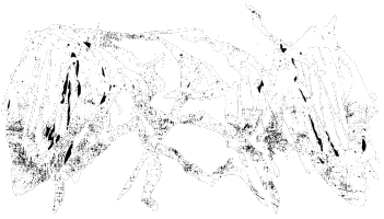 Oceano
